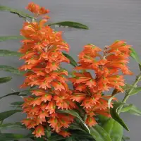 Dendrobium Orchid Faciferum Exotic Plant