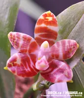 Phal. amboinensis 'Nicole' AM/AOS (PM100) (Polychilos - Amboinenses - amoboinensis )