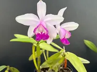 Cattleya intermedia orlata ‘Olompali’s Torben - blooming size plant