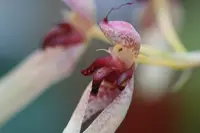 Bulbophyllum longiflorum syn trisetum #1