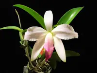 C. violacea x sib ( carnea 'CH 1' x suavissima 'Coronet' GM/JOGA) (C2218) (Cattleya - - violacea )
