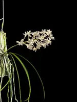 Seidenfadenia mitrata alba