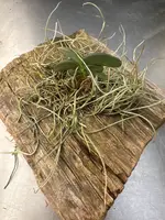 Angraecum aloifolium