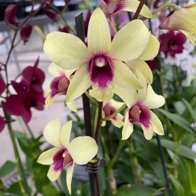 Dendrobium Phalaenopsis Banana Chocolate