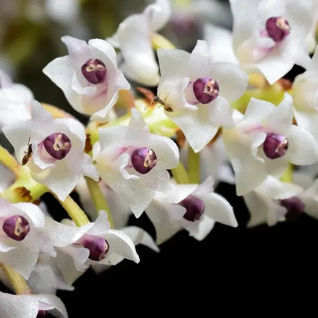 Eria Floribunda (Eria)