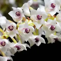 Eria floribunda