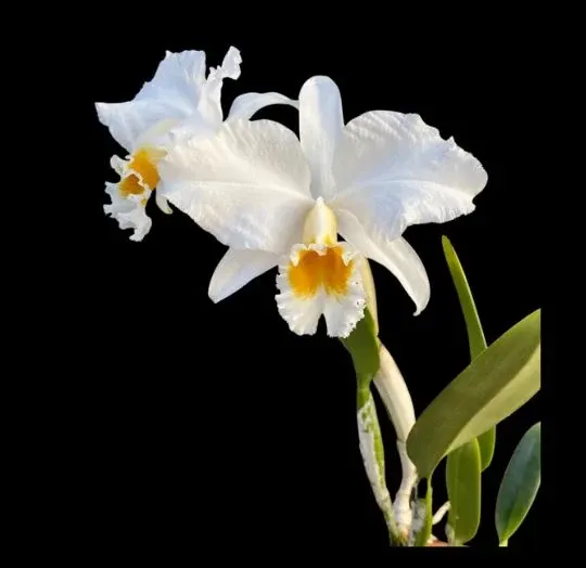 Cattleya percivaliana var alba