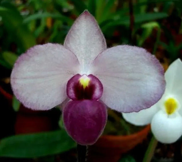 Paphiopedilum delenatii fma (Paphiopedilum)