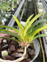 Neofinetia falcata ‘Zuiun’