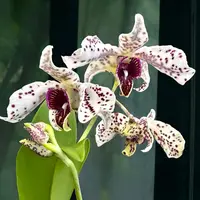 Blooming Size, Dendrobium Spotted Poni, Shipping Included