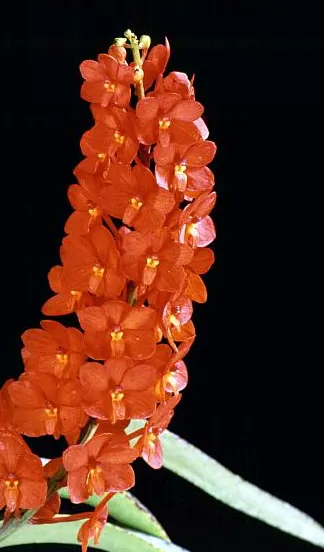 Vanda curvifolia (Vanda)