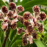 Vanda Orchid Lombokensis Mature - Ready To Flower