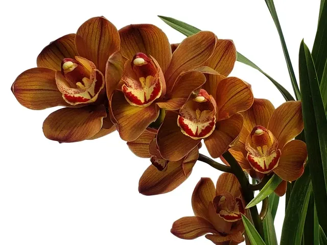 Cymbidium Leopard Ec (Cymbidium)