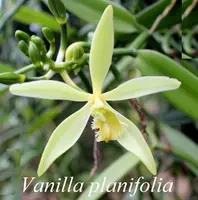 Vl. planifolia (YNS51) (- Vanilla ) Vl.=Vanilla