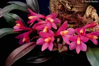 Dendrobium laevifolium -Dark Pink, in Bud!!