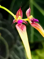 Bulbophyllum fascinator