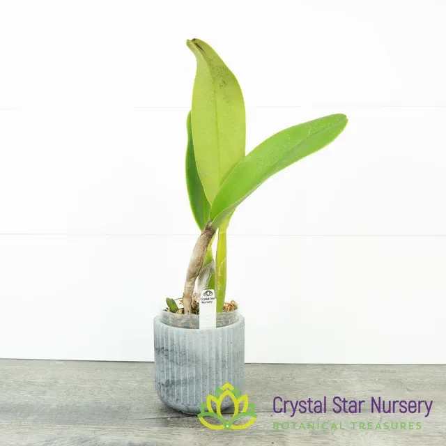 Rhyncholaeliocattleya Nakornchaisri Delight #3 (Rhyncholaeliocattleya)