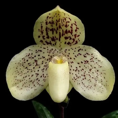 Paphiopedilum Wellesleyanum - Single Growth (Paphiopedilum)