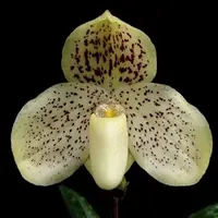 Paph. Wellesleyanum - Single Growth