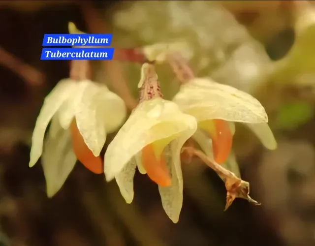 Bulbophyllum Tuberculatum (Bulbophyllum)