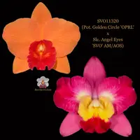Cattleya Orchid Hybrid SVO11320 (Pot. Golden Circle 'OPRL' x Slc. Angel Eyes 'SVO' AM/AOS)