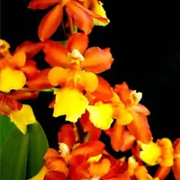 Orchid Oncidium Volcano Midnight 'Volcano Queen' Live Mature Plant