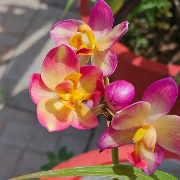 Spathoglottis 'Big Orange Fancy'
