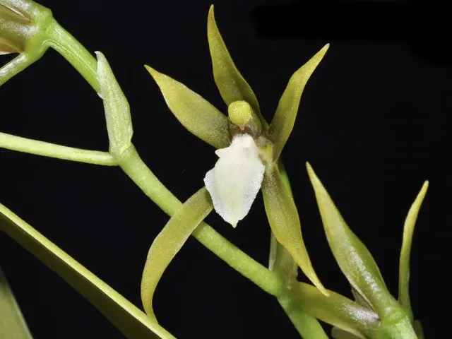 Brassia euodes white lip (Brassia)