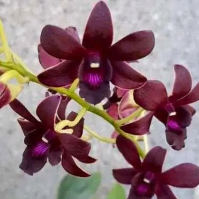 Dendrobium Morning Sun #1444_SS