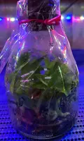 Flask - Paphiopedilum Paph Mukoyama Green x Doya Impulse - Slipper Orchid