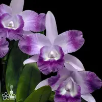 [Bare-root] #CA# Cattleya Cariad's Mini-Quinee 'Angel Kiss' [2.8 BS][Aug in stock 26]