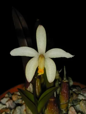 Laelia fournieri (Laelia)