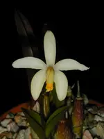 Laelia-fournieri — Other Plants