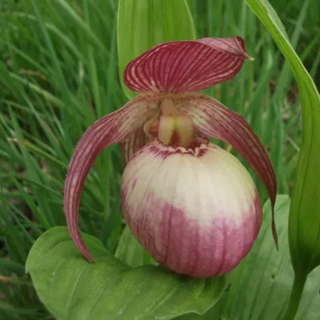 Cypripedium Sabine (Cypripedium)