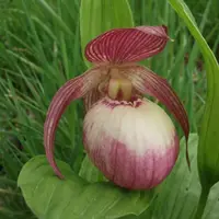 Cypripedium Sabine (fasciolatum x macranthos)