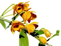 Dendrobium chrysanthum