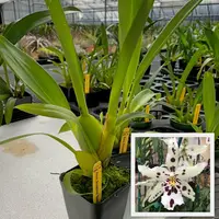 Bllra. Snowblind 'Sweet Spots' (4" Pot) - Not Blooming
