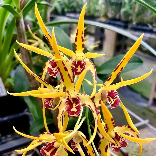Dendrobium Australian Robbie McInnes
