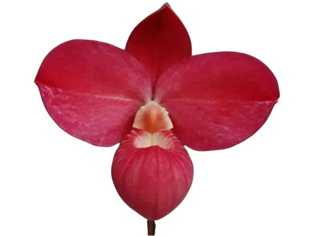 Phragmipedium Glen Decker (Phragmipedium)