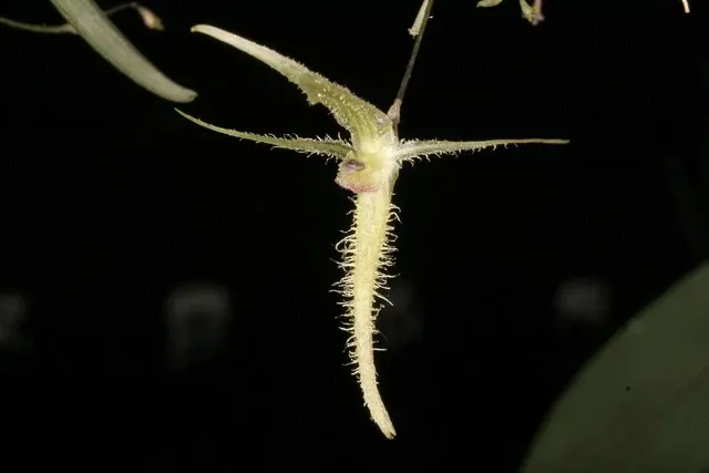 Pleurothallis schizopogon (Pleurothallis)