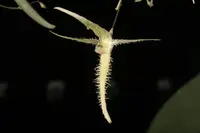 Pleurothallis (Andinia) schizopogon