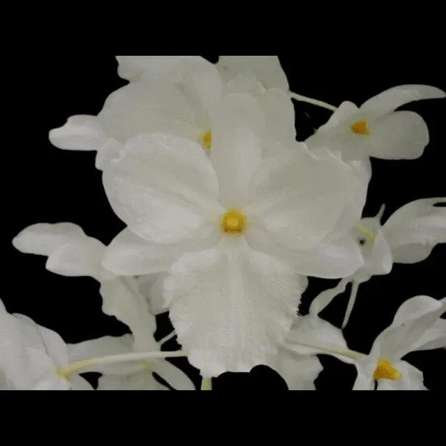 Dendrobium farmeri var petaloid (Dendrobium)