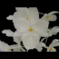 Dendrobium farmeri var. petaloid ‘album’