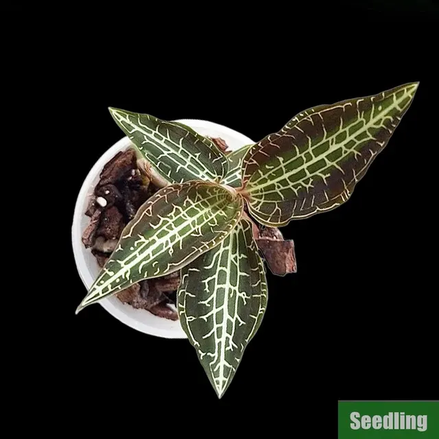 Goodyera hispida 'MA5'
