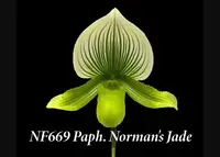 Paph. Norman's Jade (Alma Gavaert 'Hager' x Ontario Jade 'Ontario Lime' B/CSA )