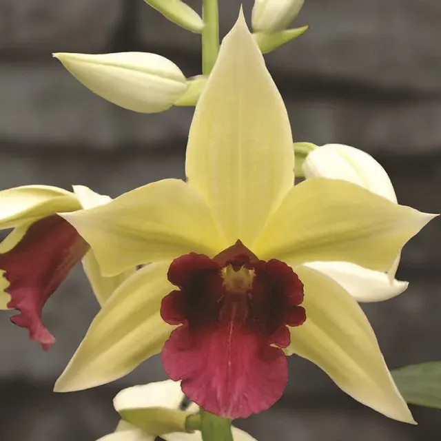 Phaius microburst 'George’s Gold'
