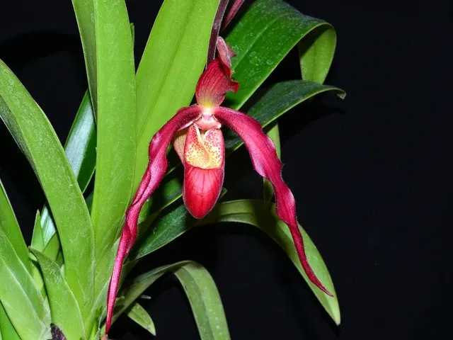 Phragmipedium Ingrid Portilla (Phragmipedium)