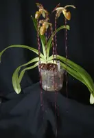 Paphiopedilum Michael Koopowitz