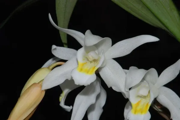 Coelogyne intermedia (Coelogyne)