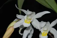 Coelogyne intermedia — Raritäten - blühfähige Pflanzen